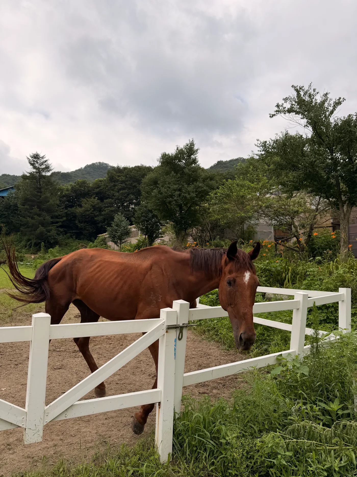 말과 교감하는 철원 목장